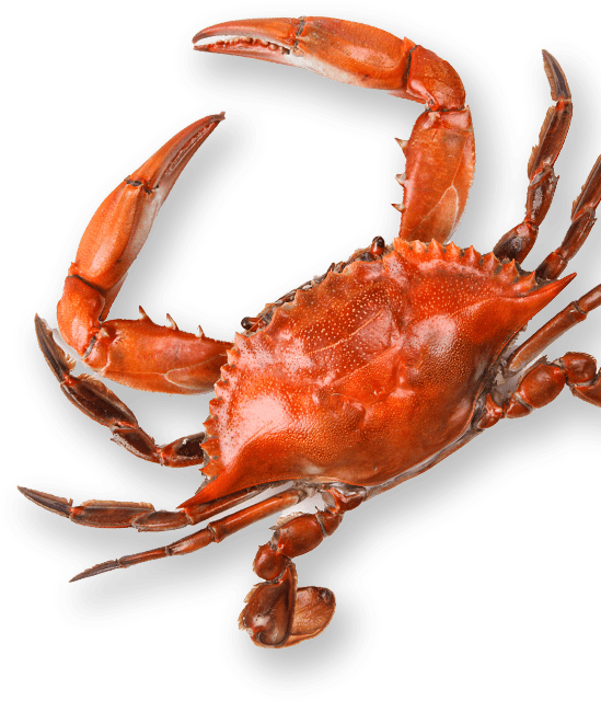 Red crab with black background.